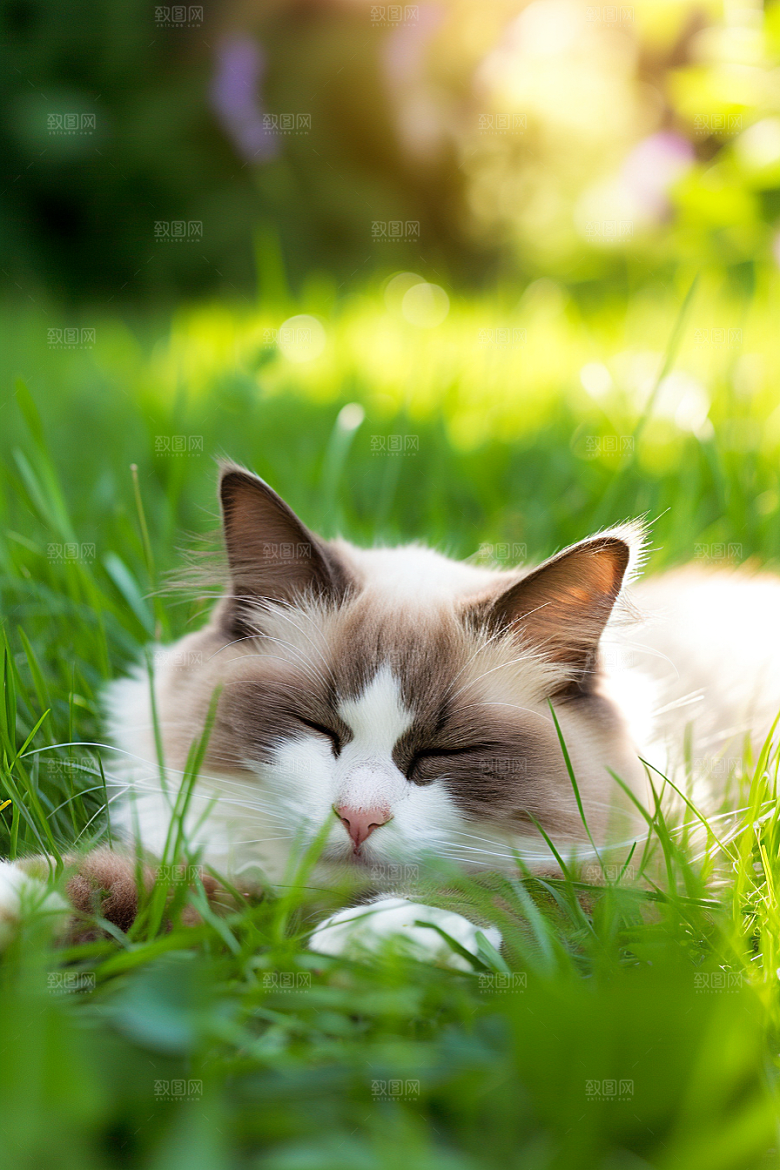 布偶猫高清仙女猫摄影图