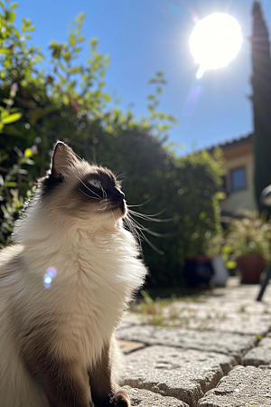 布偶猫自然仙女猫摄影图