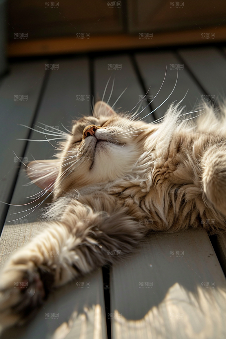 布偶猫自然高清摄影图