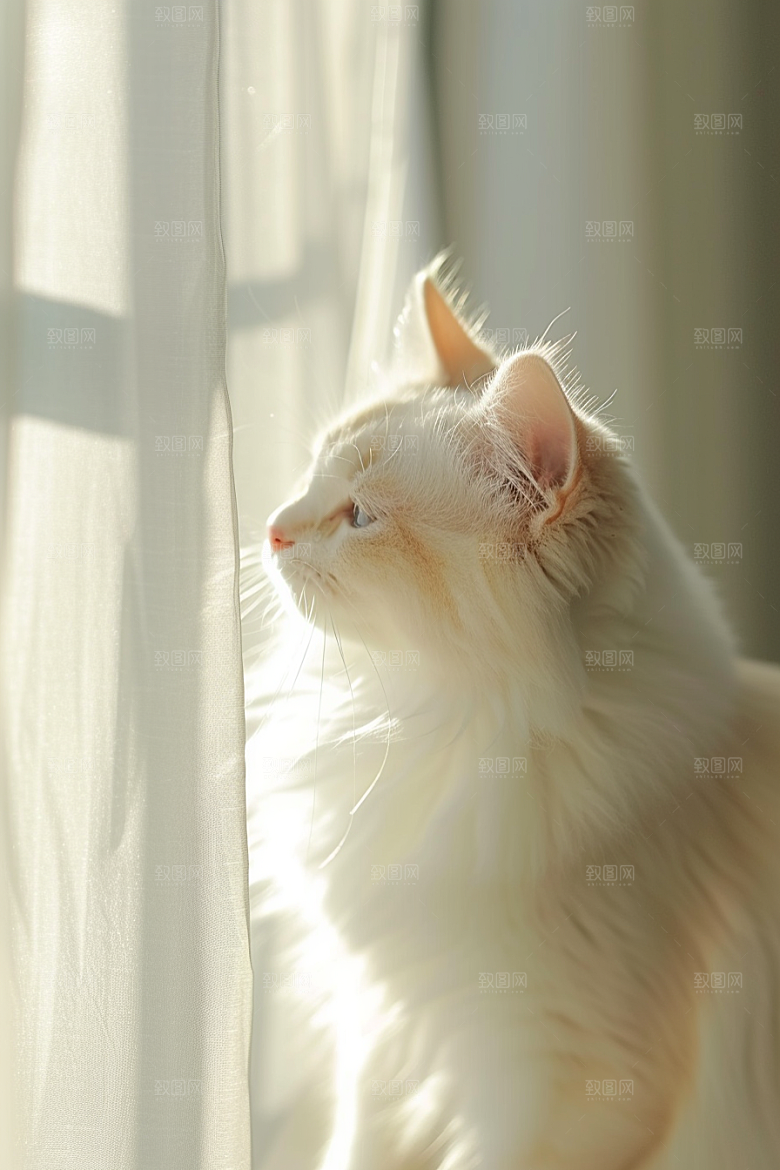 布偶猫生活宠物摄影图