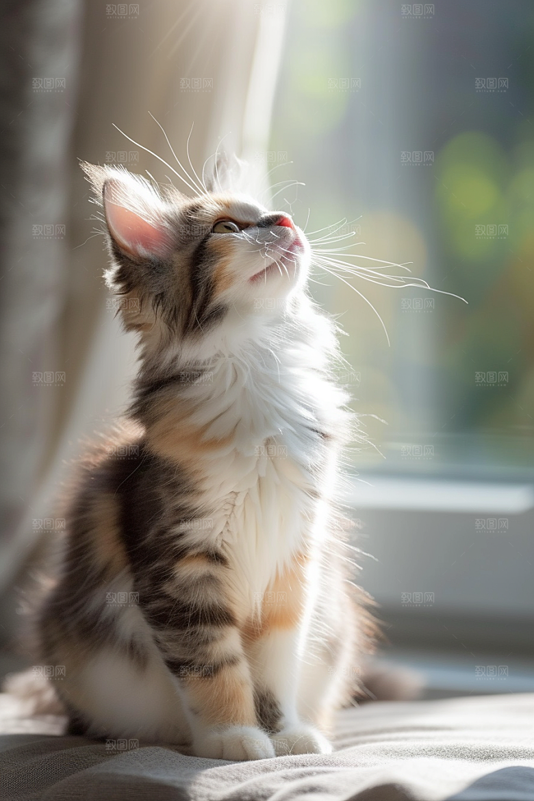 布偶猫生活家居摄影图