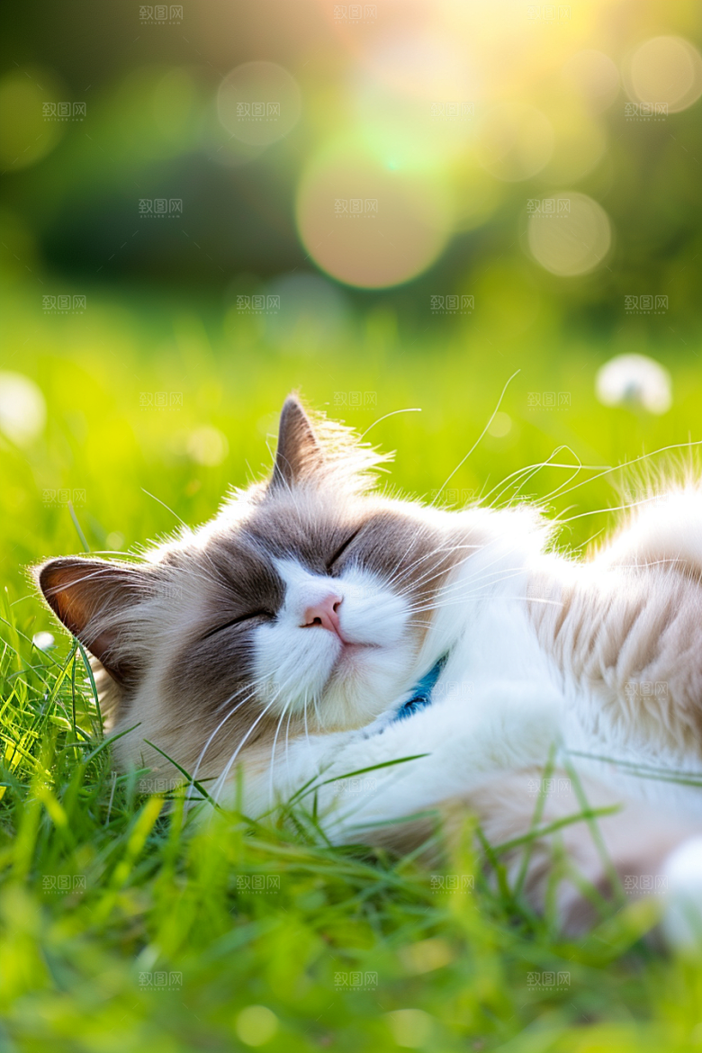 布偶猫长毛猫可爱摄影图