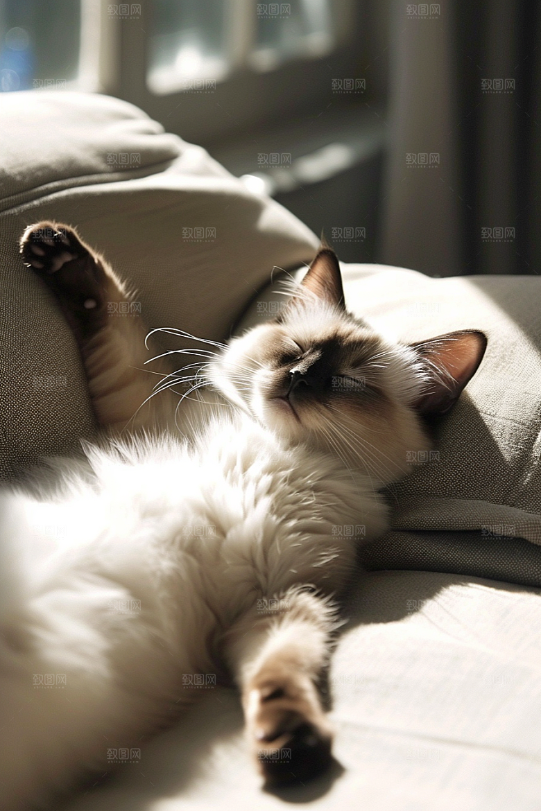布偶猫清新高清摄影图