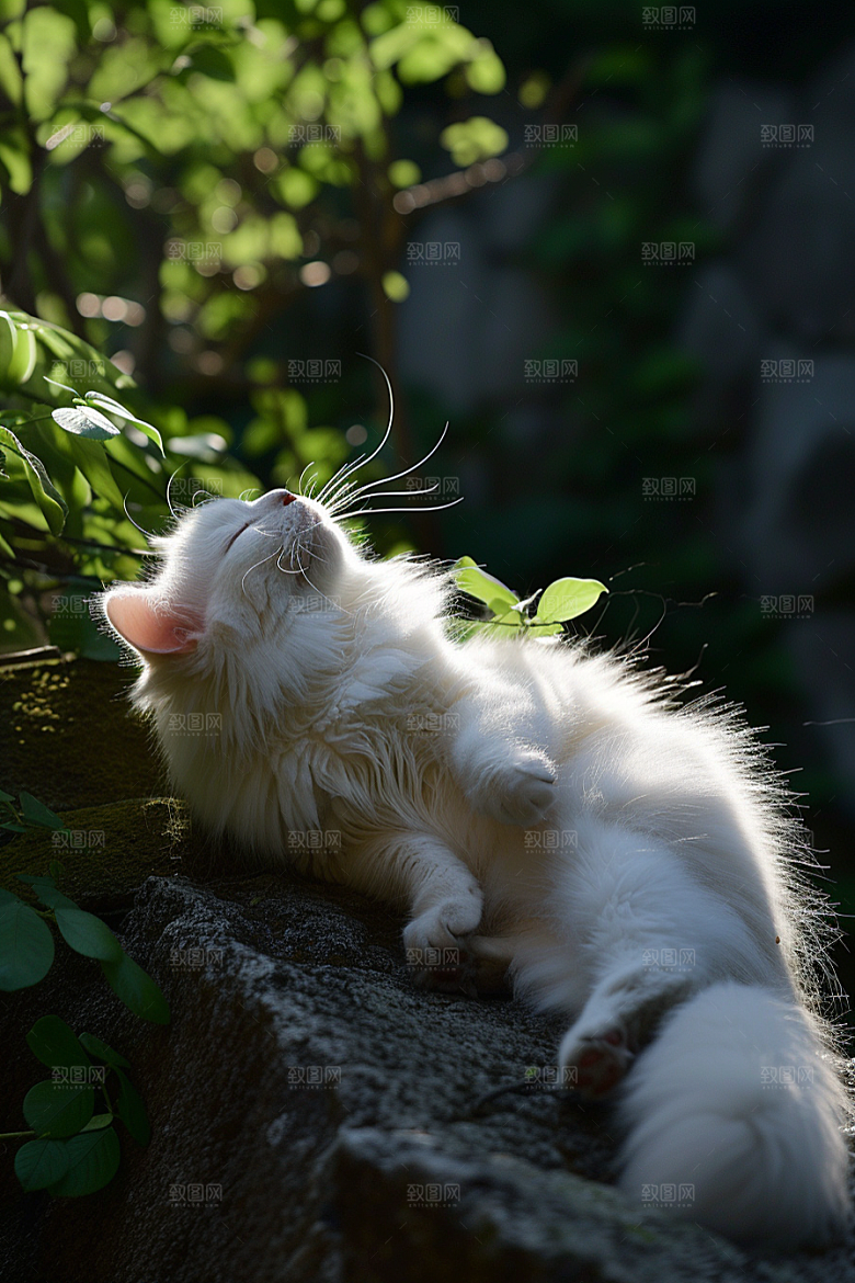 布偶猫长毛猫养宠摄影图
