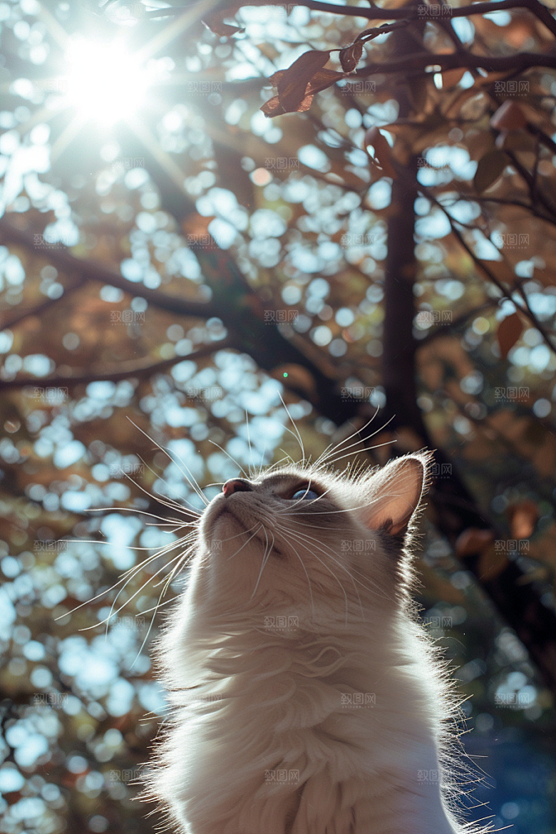 布偶猫宠物生活摄影图