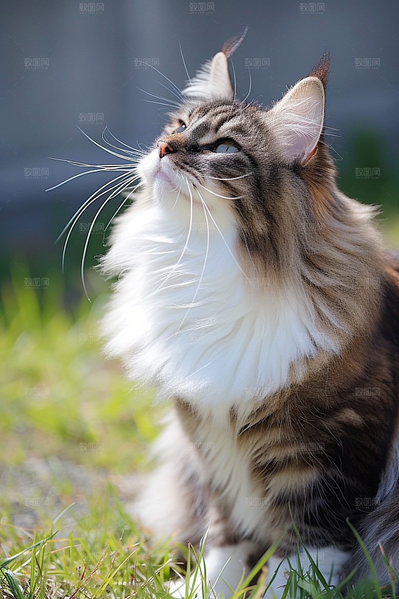 布偶猫宠物可爱摄影图