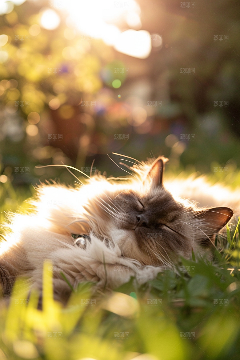 布偶猫长毛猫高清摄影图