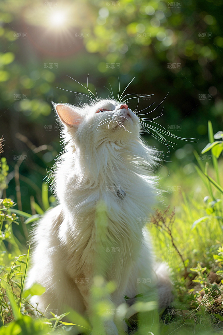 布偶猫家居自然摄影图