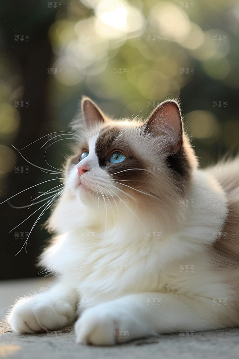布偶猫养宠长毛猫摄影图