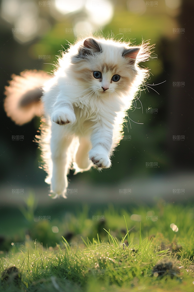 布偶猫家居自然摄影图