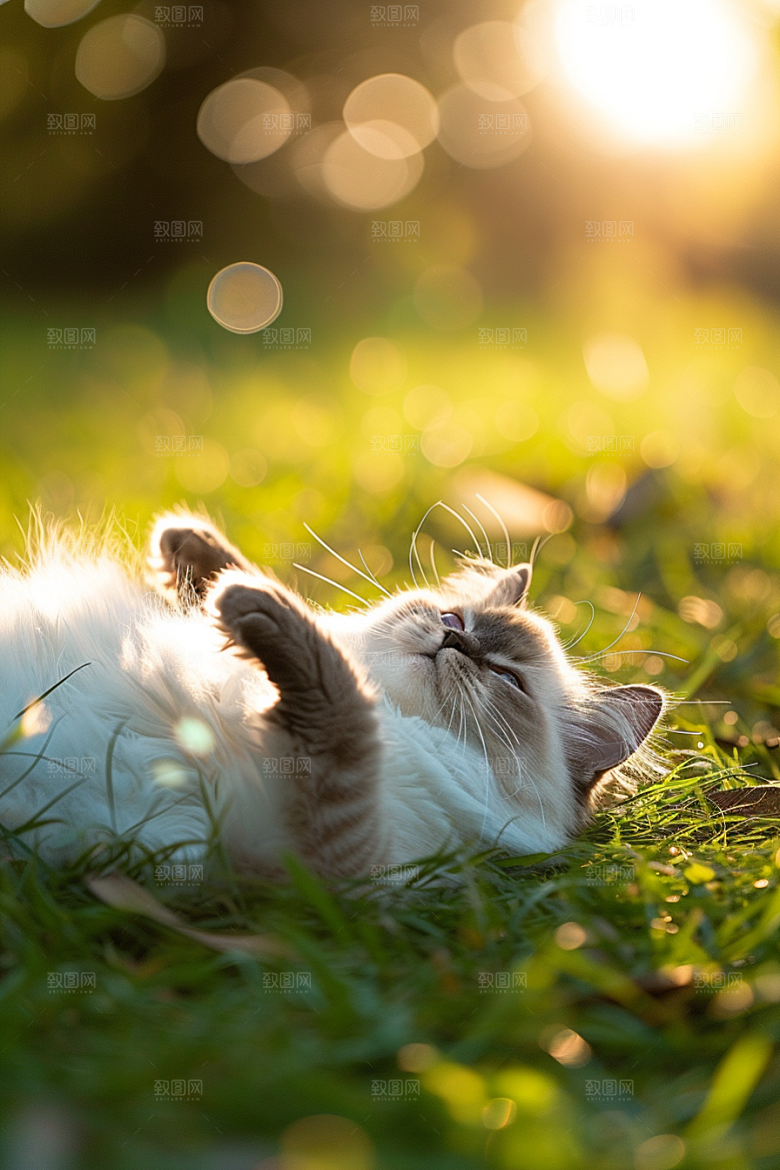 布偶猫可爱家居摄影图