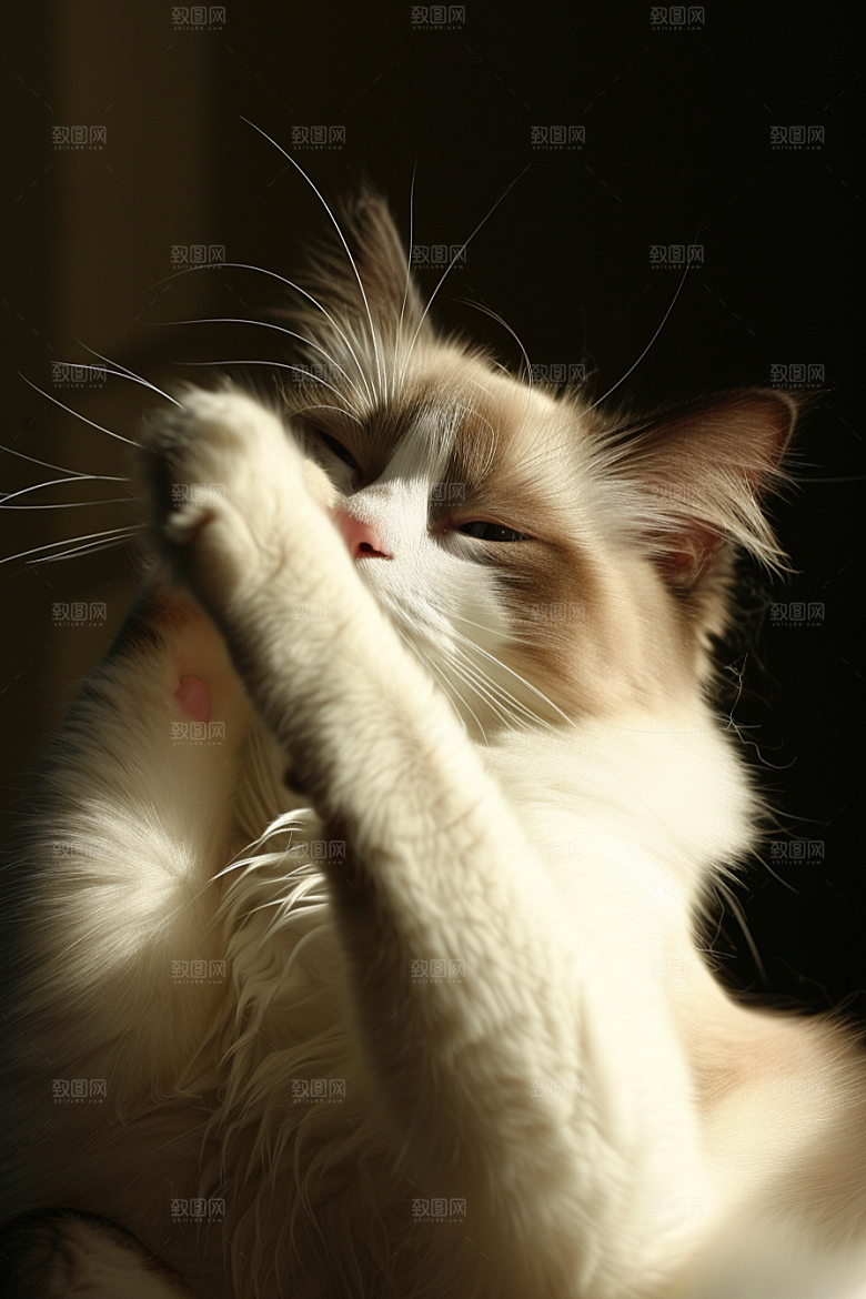 布偶猫清新可爱摄影图