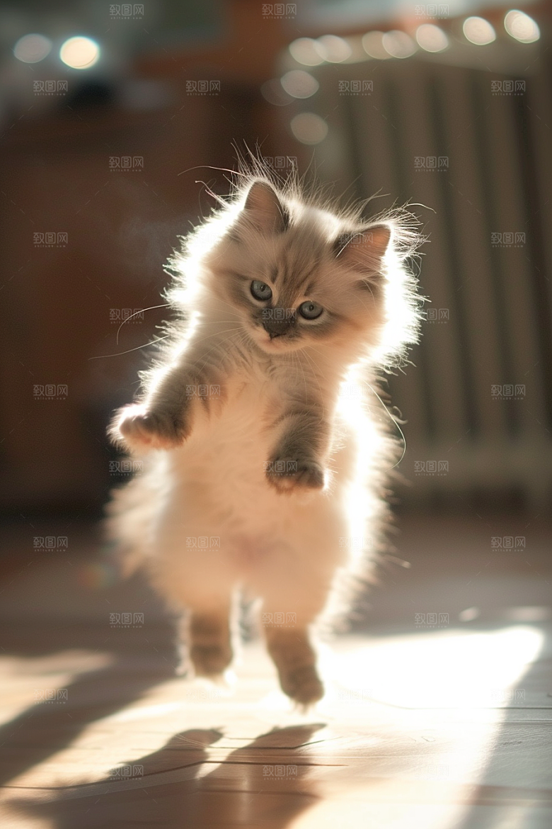 布偶猫清新宠物摄影图