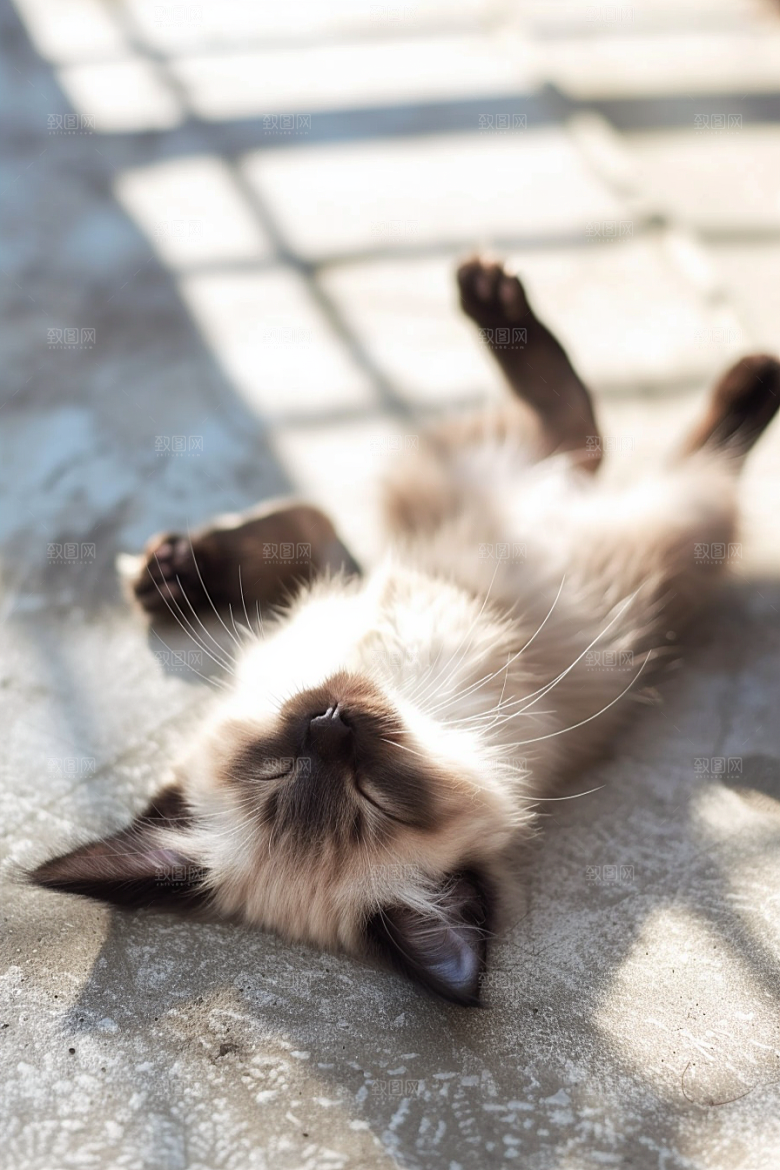 布偶猫仙女猫养宠摄影图