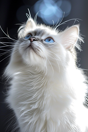 布偶猫仙女猫高清摄影图