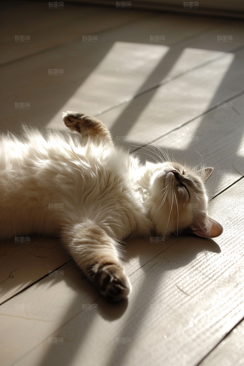布偶猫养宠宠物摄影图