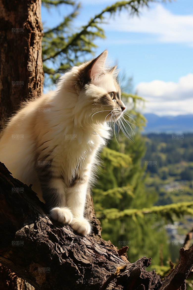 布偶猫高清长毛猫摄影图