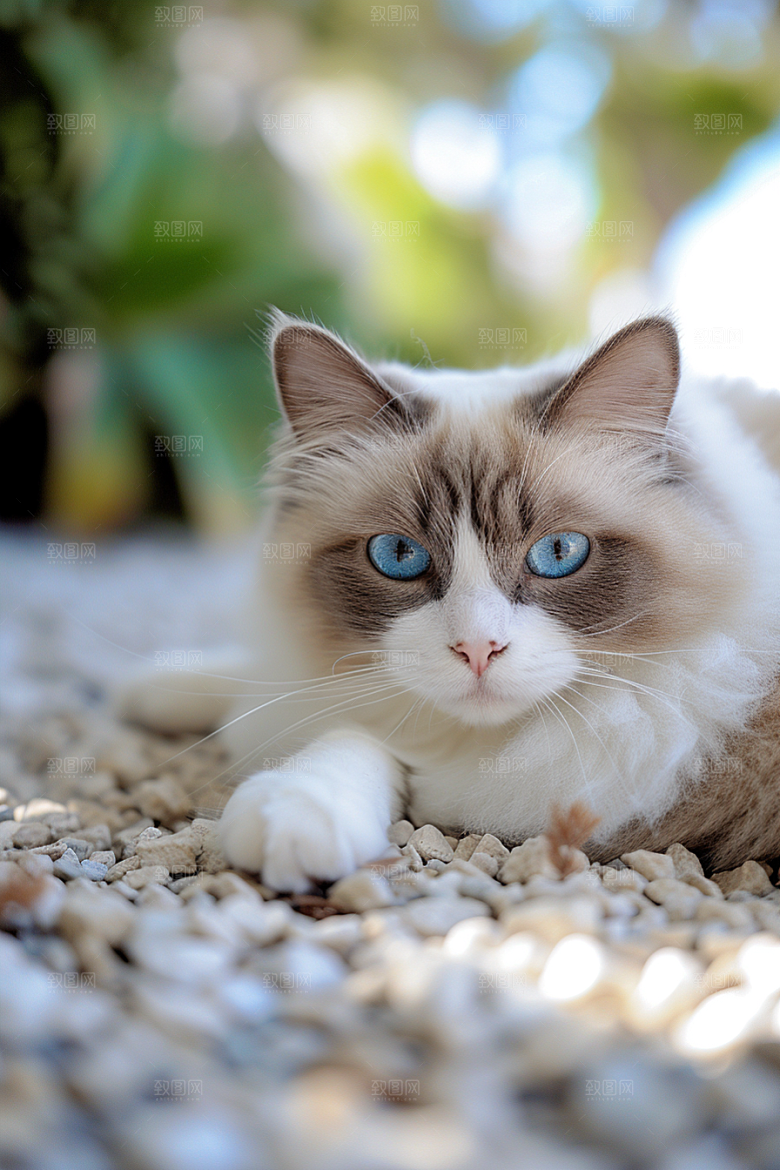 布偶猫长毛猫宠物摄影图