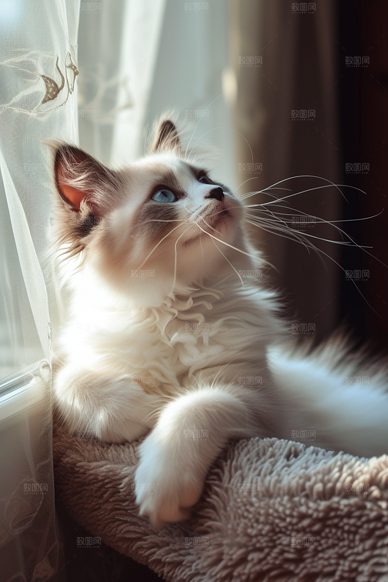 布偶猫可爱高清摄影图