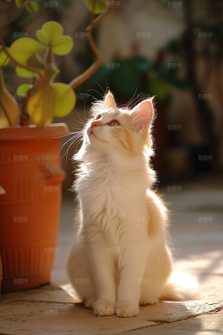 布偶猫家居长毛猫摄影图