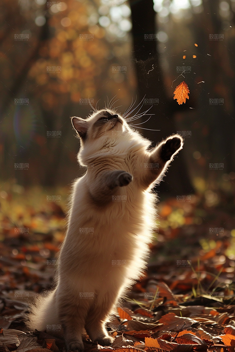 布偶猫长毛猫自然摄影图