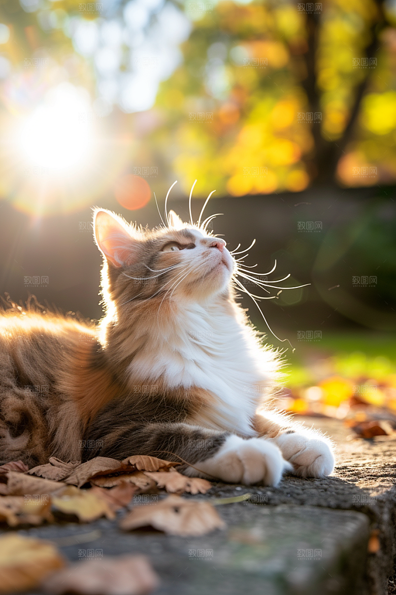 布偶猫可爱宠物摄影图