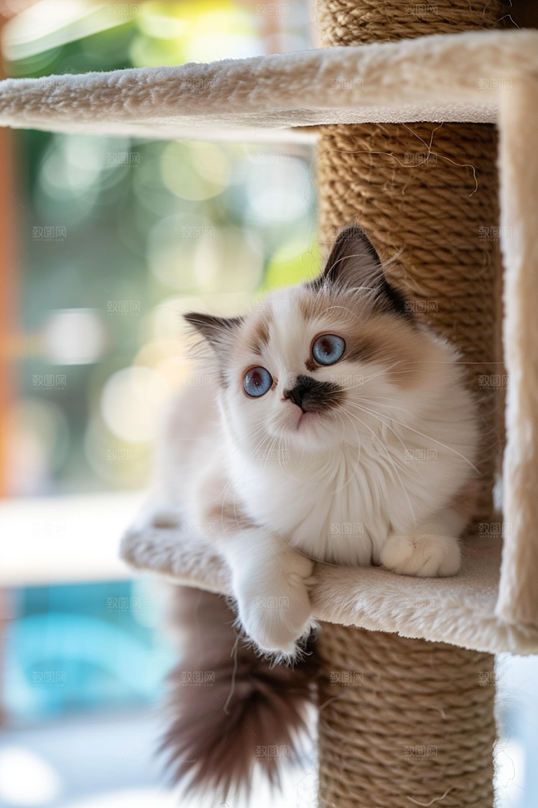 布偶猫宠物清新摄影图