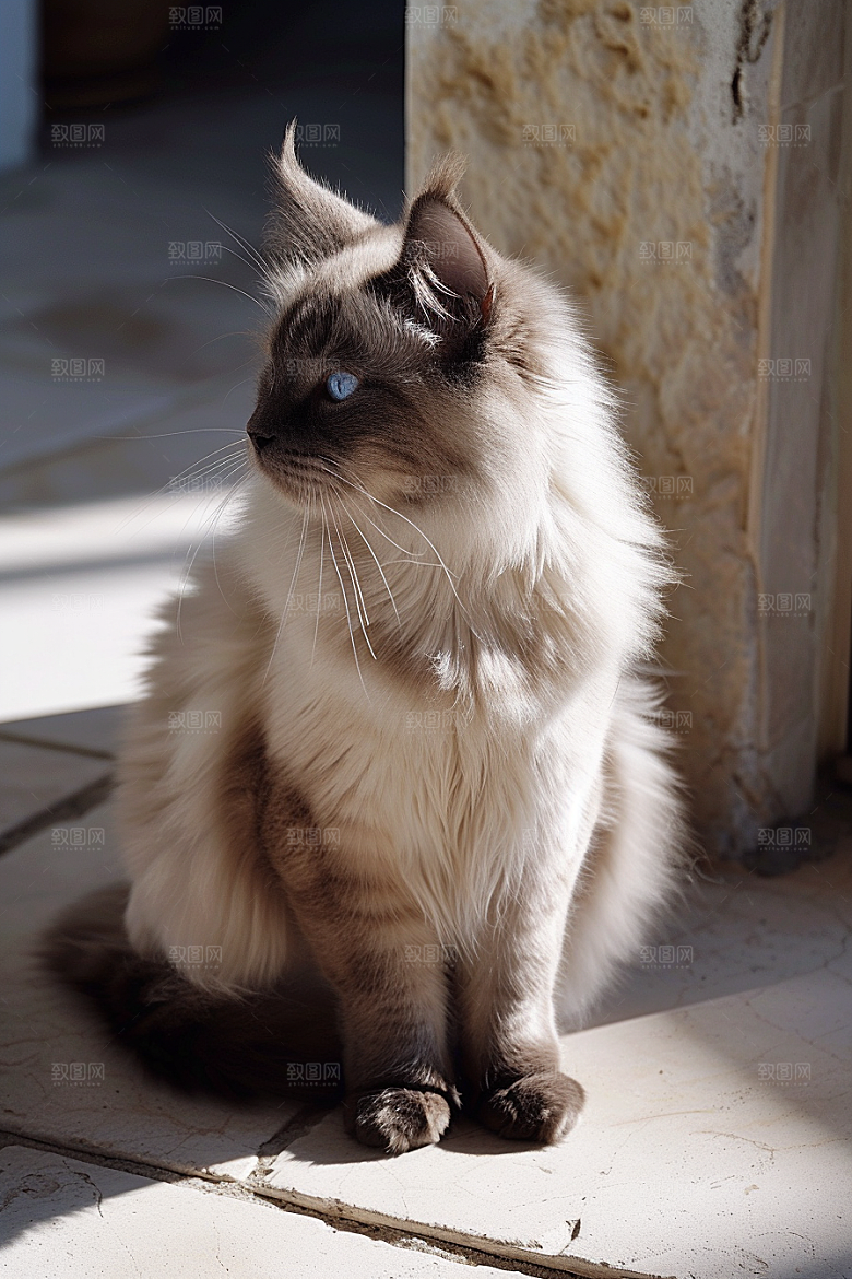 布偶猫自然家居摄影图