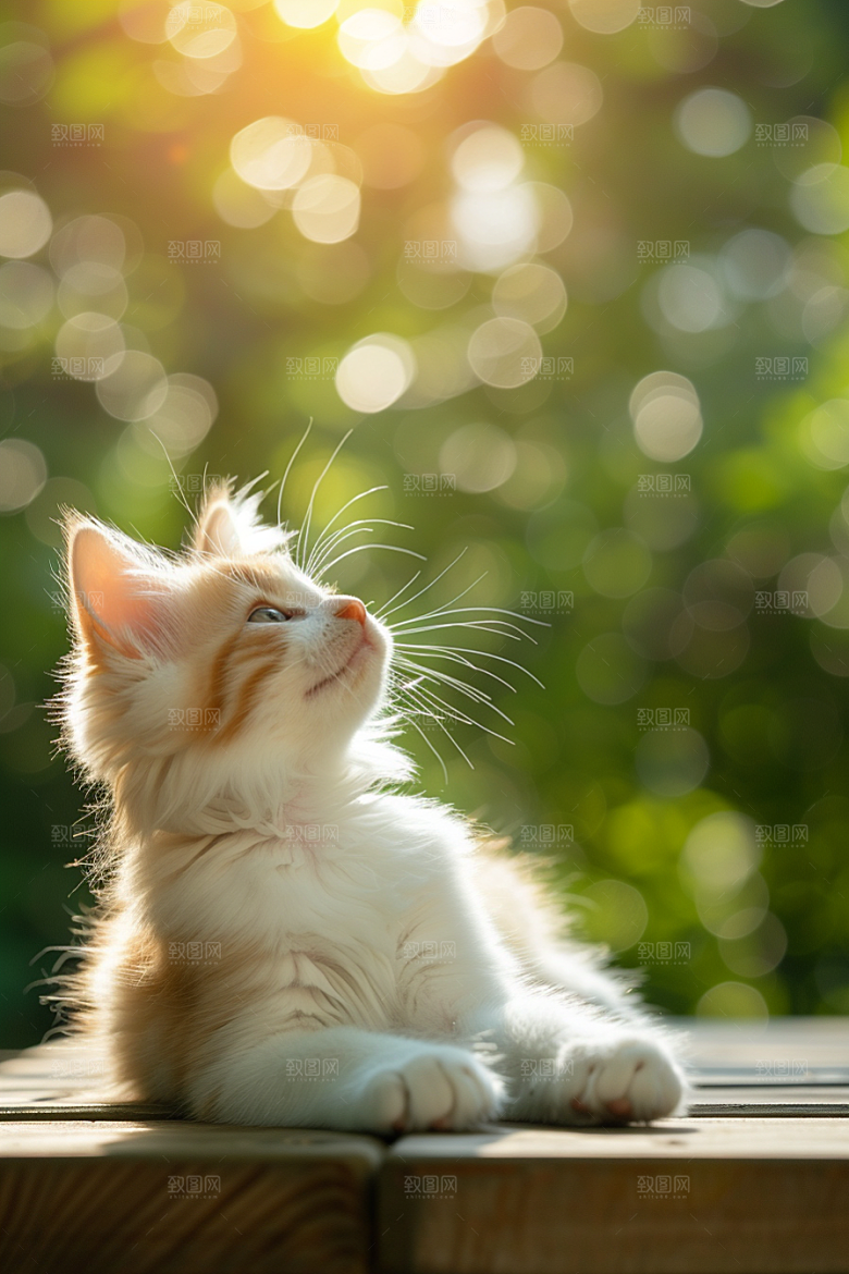 布偶猫家居仙女猫摄影图