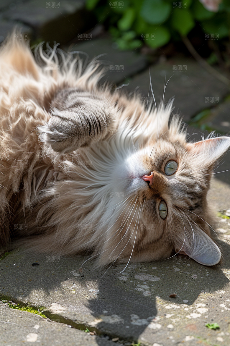 布偶猫高清长毛猫摄影图