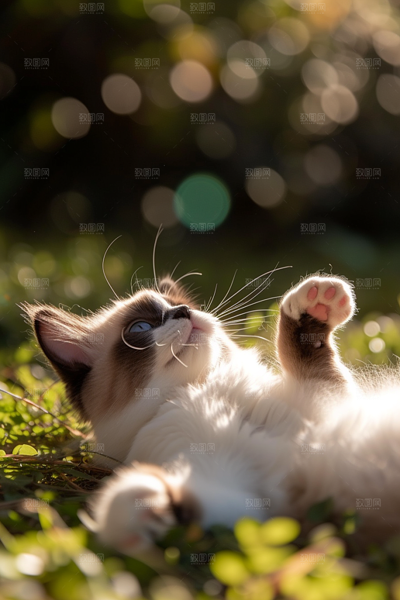 布偶猫仙女猫自然摄影图