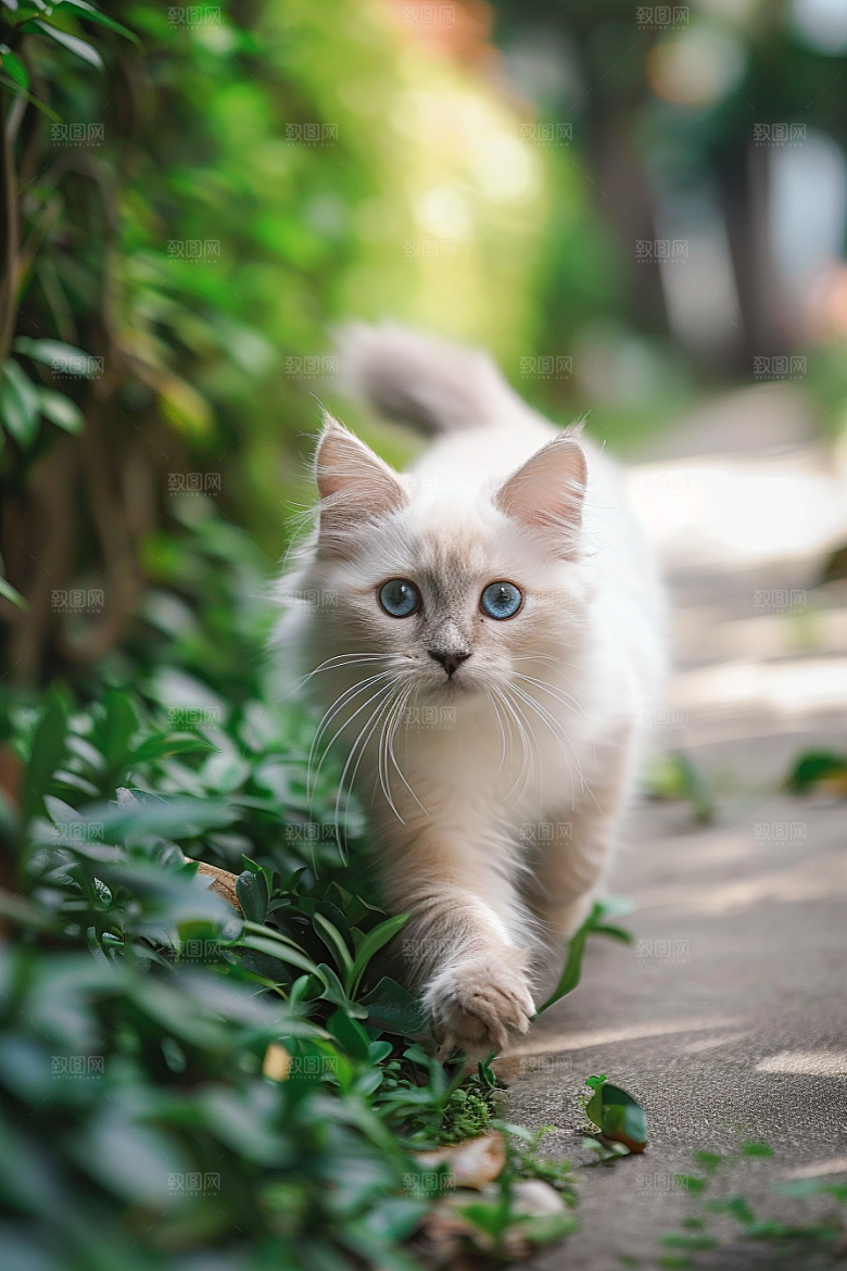 布偶猫长毛猫自然摄影图