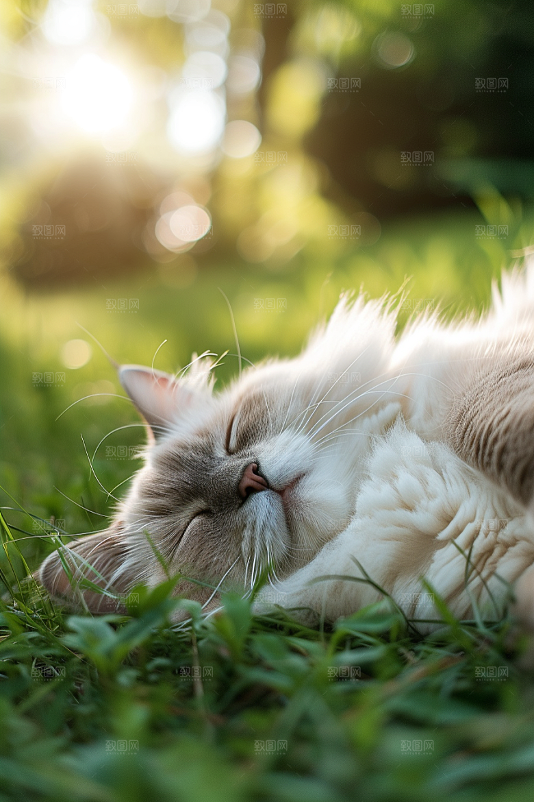 布偶猫高清宠物摄影图
