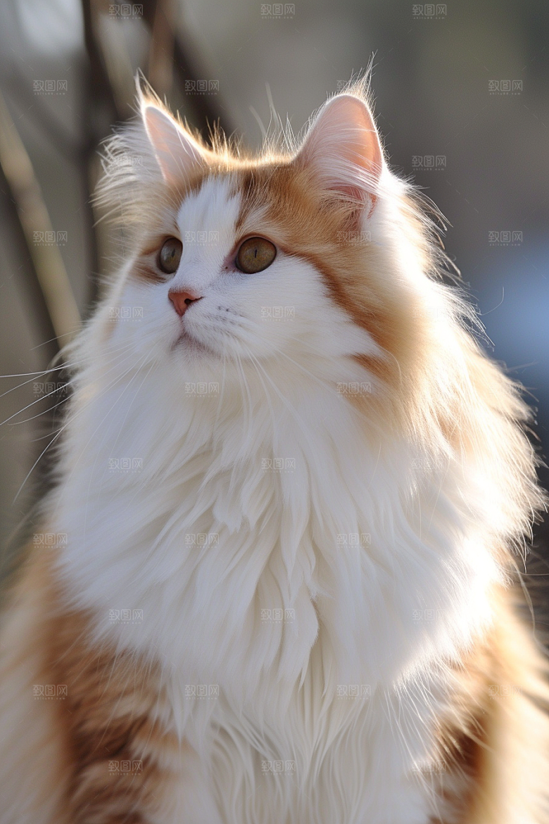 布偶猫清新仙女猫摄影图