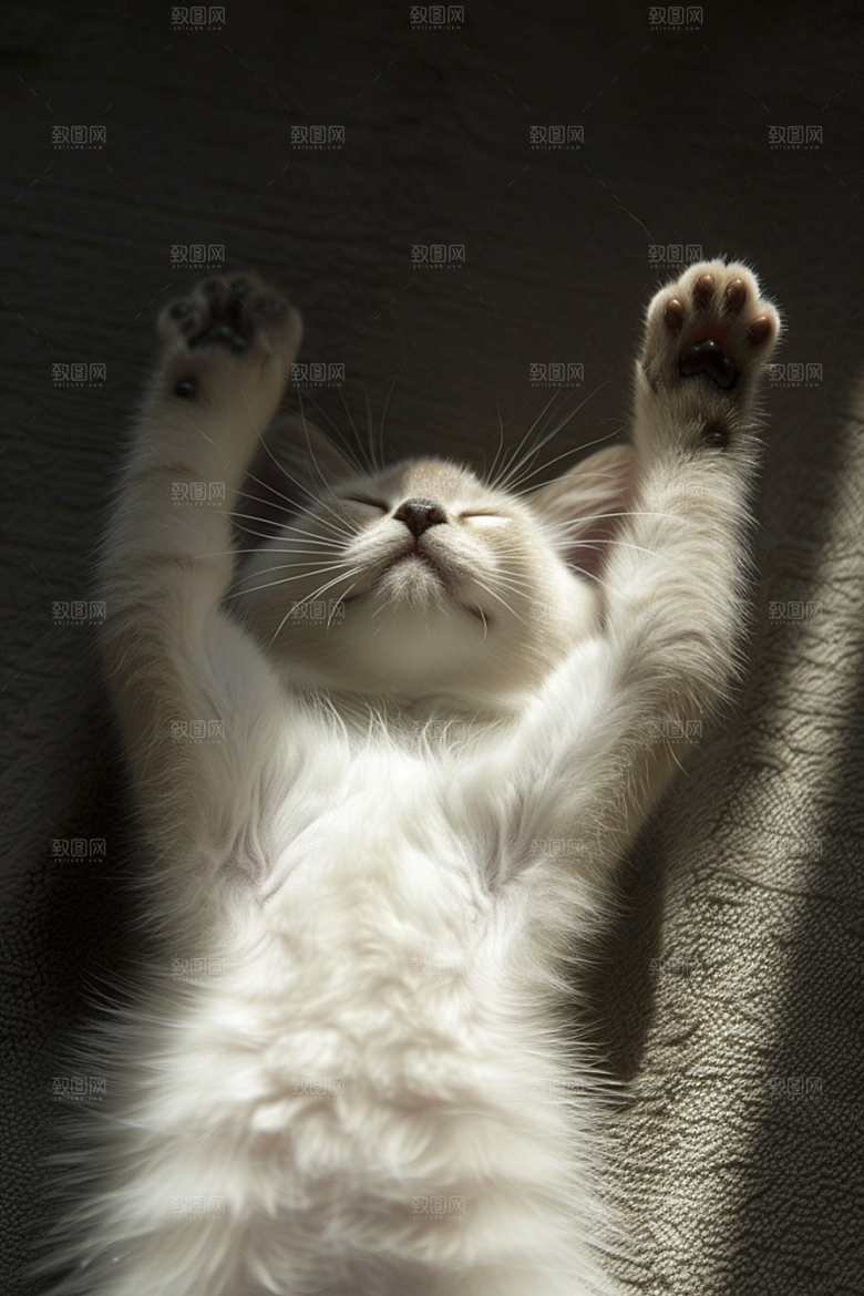布偶猫家居自然摄影图