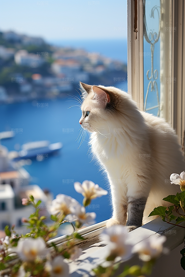 布偶猫仙女猫自然摄影图