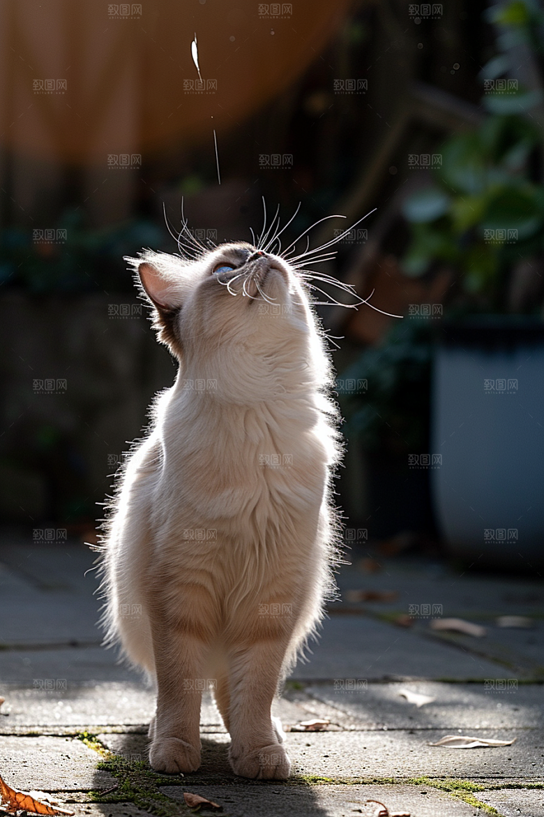 布偶猫生活长毛猫摄影图