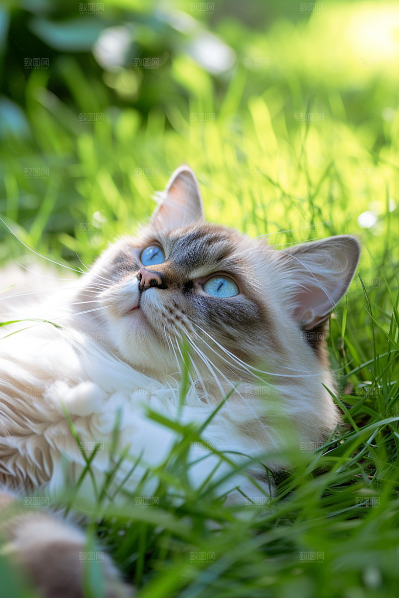 布偶猫宠物可爱摄影图