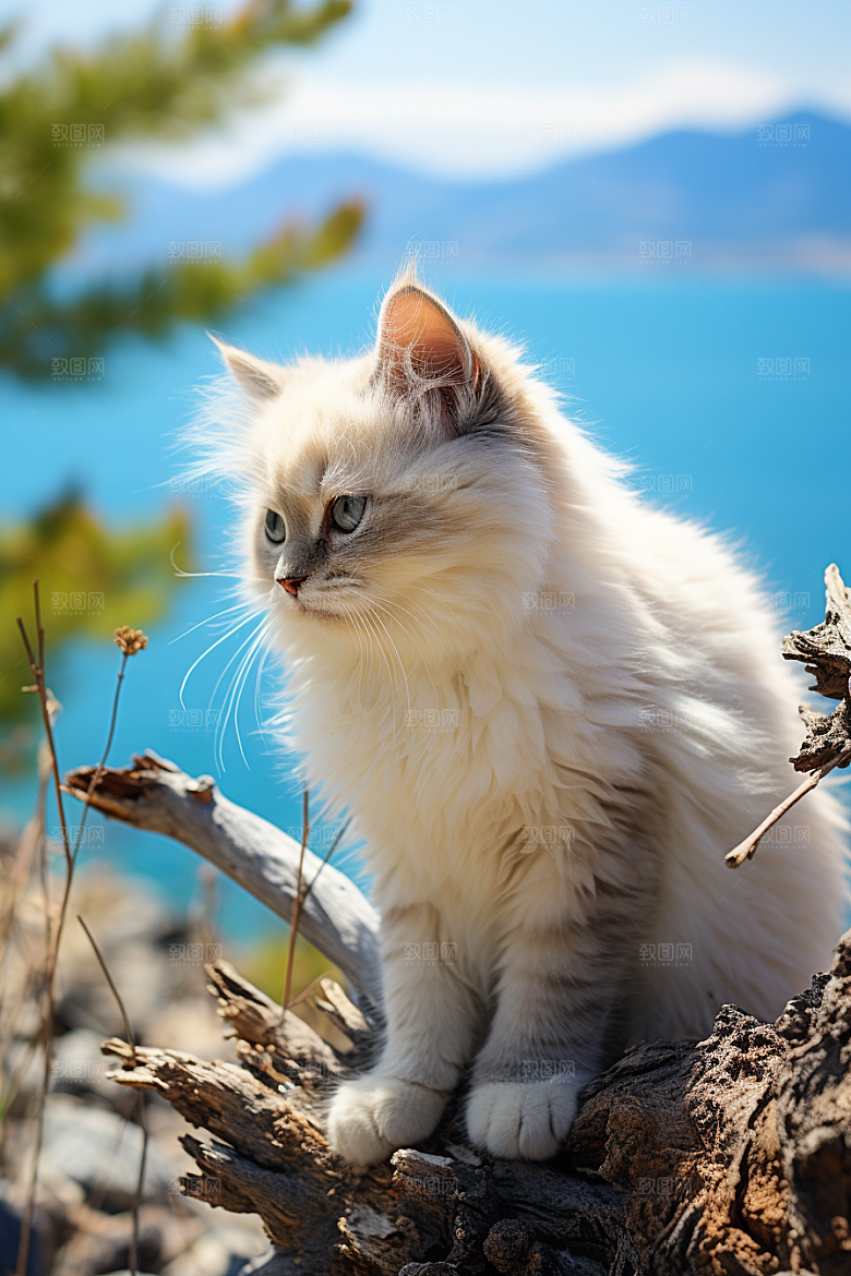 布偶猫宠物家居摄影图