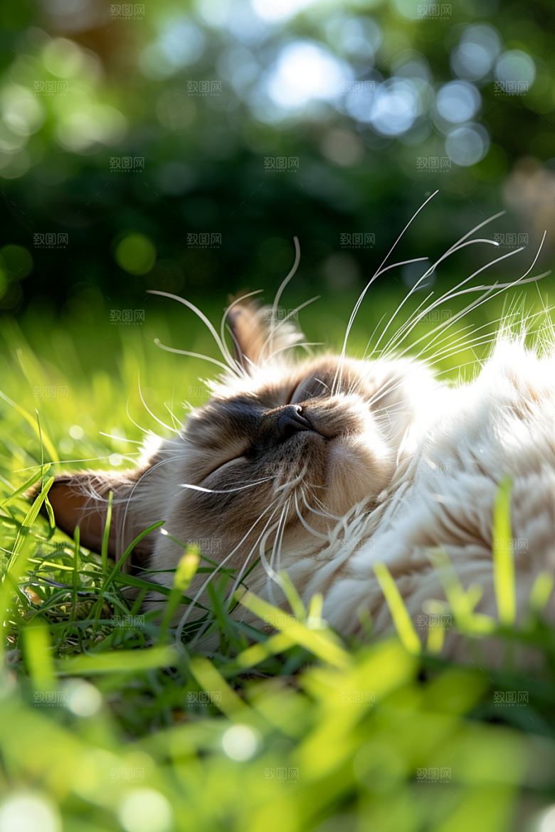 布偶猫仙女猫可爱摄影图