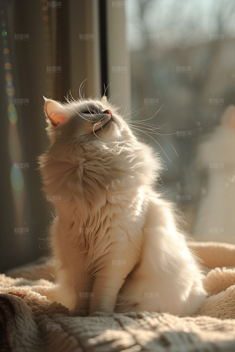 布偶猫仙女猫可爱摄影图