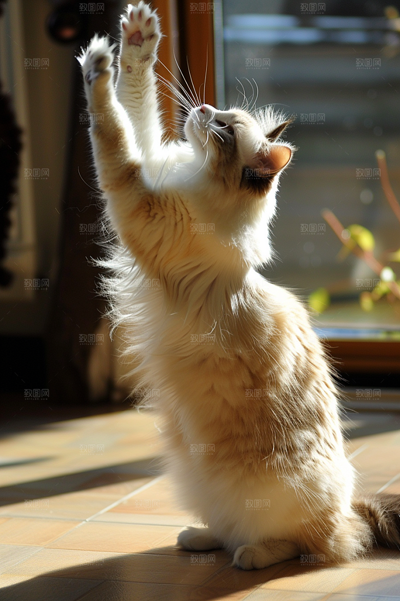 布偶猫长毛猫仙女猫摄影图