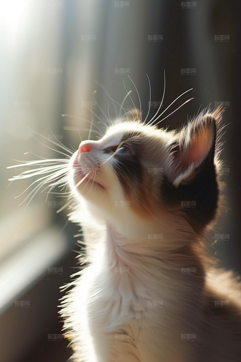 布偶猫清新生活摄影图