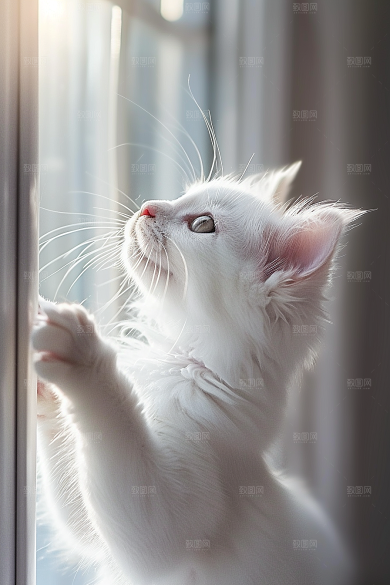 布偶猫清新自然摄影图