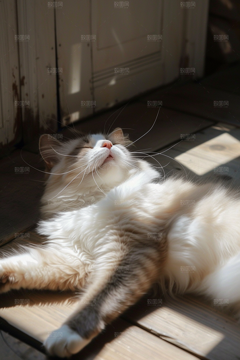 布偶猫高清家居摄影图