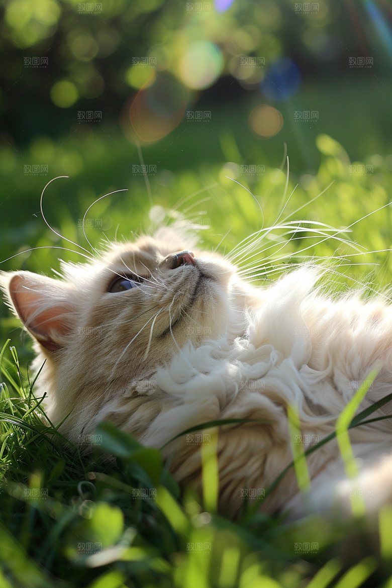布偶猫可爱高清摄影图