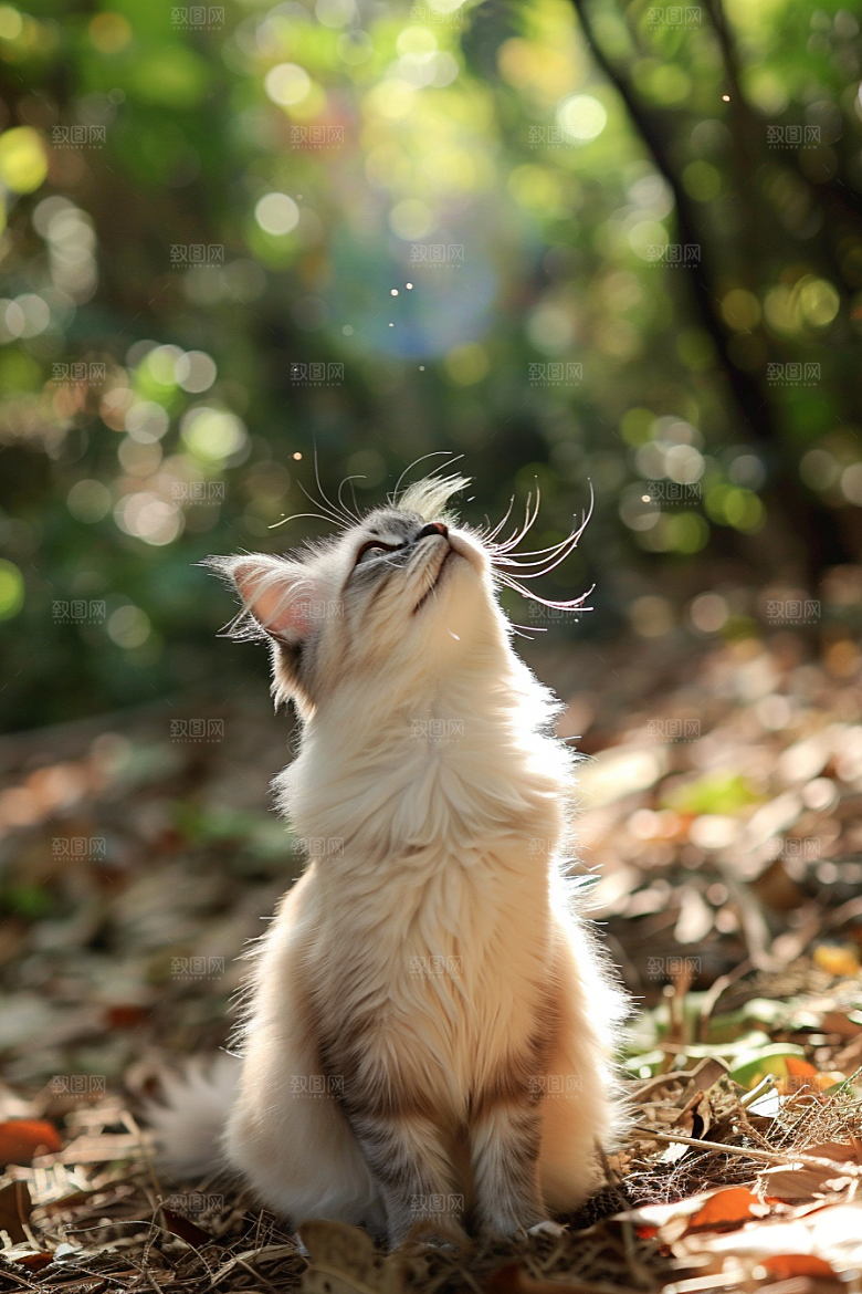 布偶猫清新长毛猫摄影图