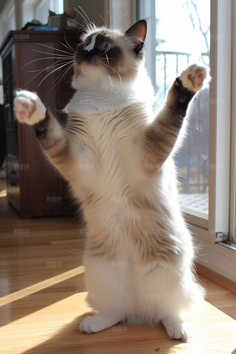 布偶猫清新仙女猫摄影图