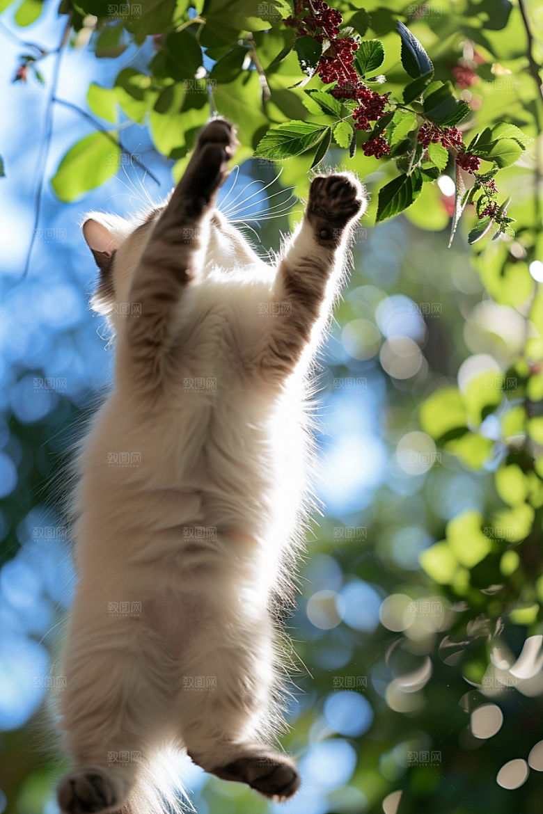布偶猫可爱宠物摄影图