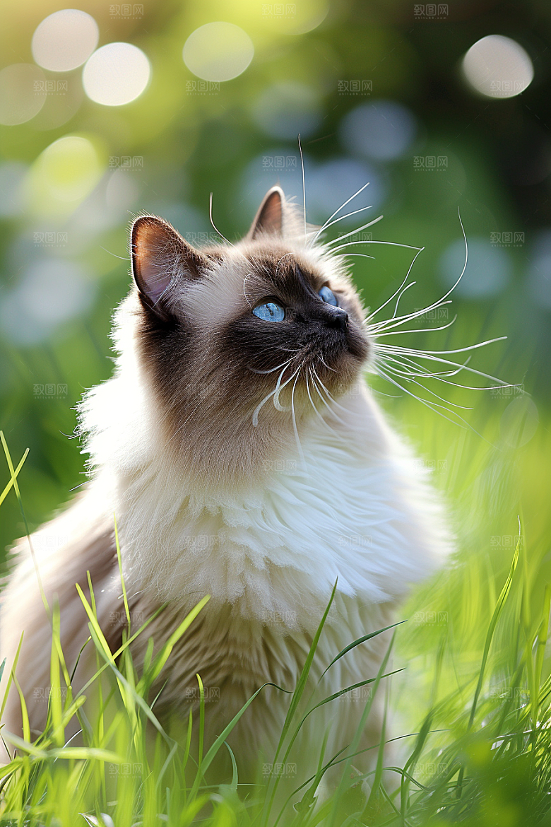 布偶猫可爱宠物摄影图